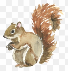 Squirrel Watercolor Painting - Cute Squirrel Png Download Emoji,Emotions Chipmunk