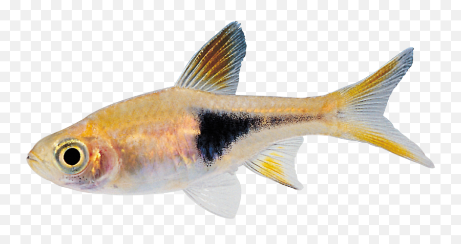 Fish Transparency And Translucency Clip Art - Fish Png Real Fish Gif Transparent Emoji,Fish Emoji Transparent