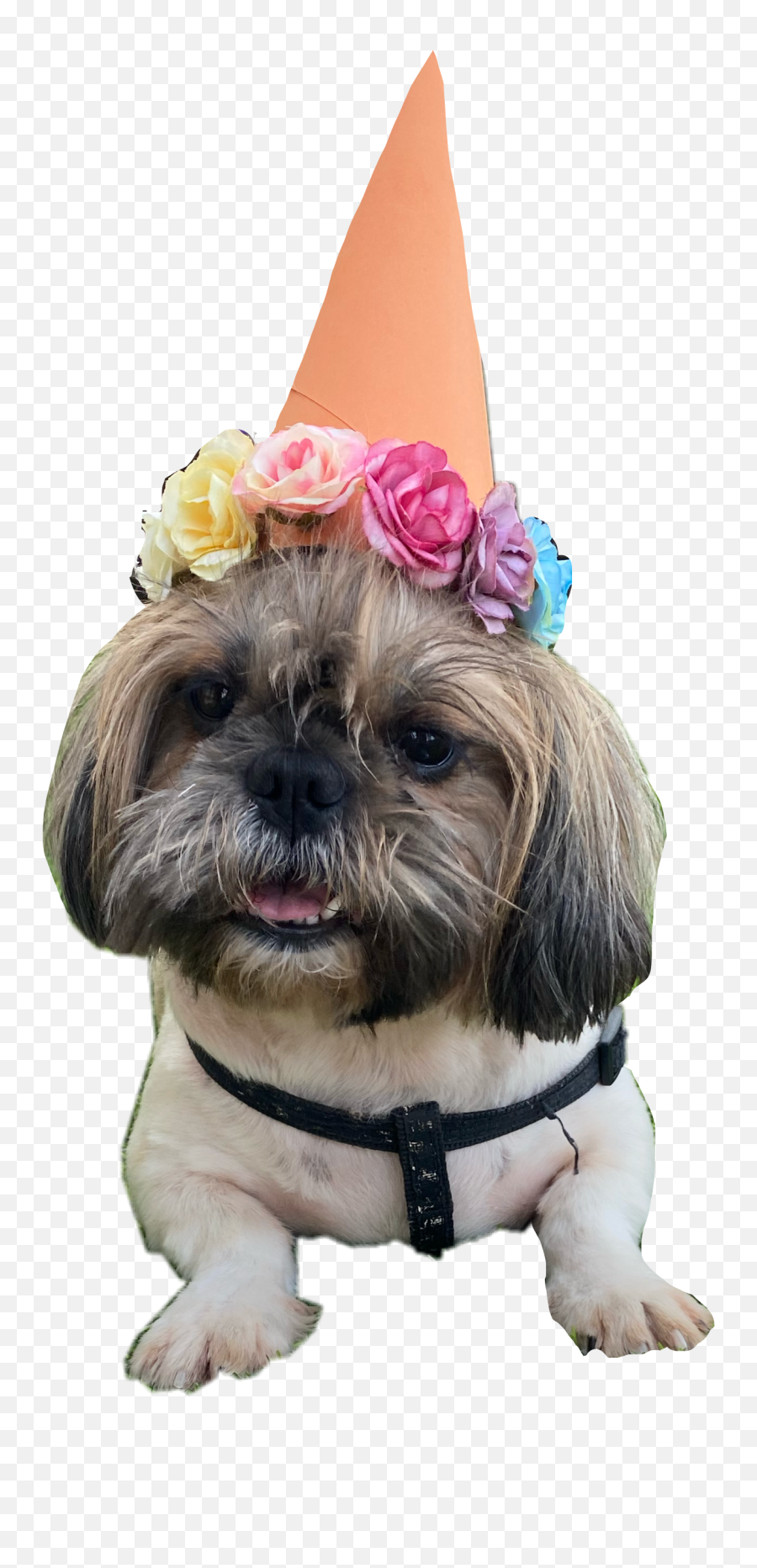 The Most Edited Emoji,Shih Tzu Emoji