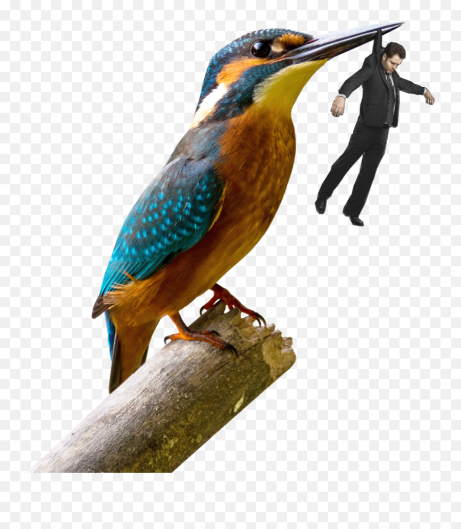 Ftestickers Bird Gigant Sticker - Aves Sabana De Bogota Emoji,Hanging Man Emoji