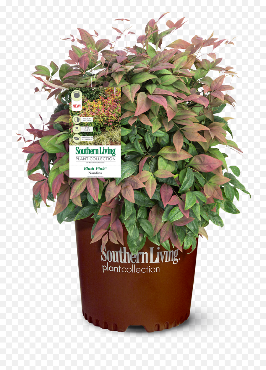 Image U2013 Southern Living Plants - Blush Pink Nandina Shrub Emoji,Picture Of Sweet Emotion Abelia In Garden