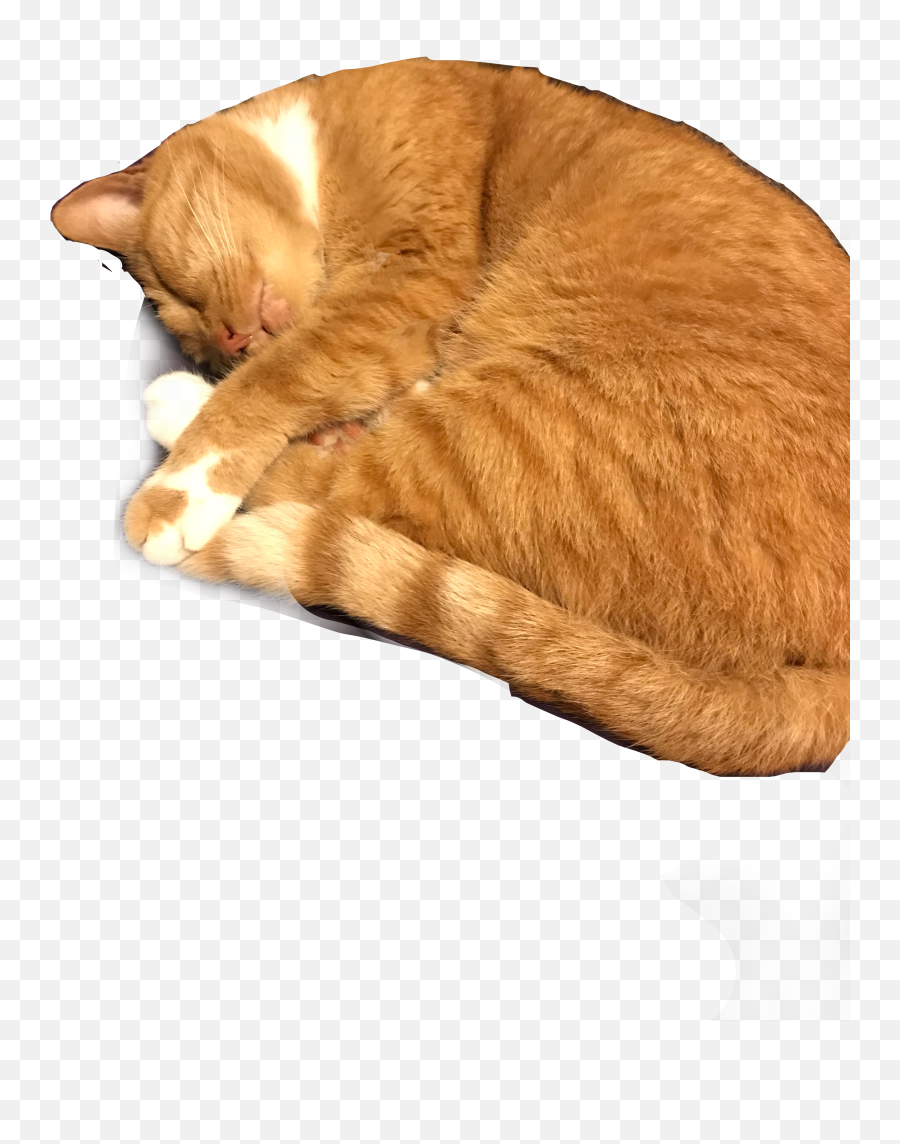 Cat Sleeping Orange Sticker - Transparent Sleeping Orange Cat Real Emoji,Sleeping Cat Emoji