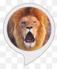 Alexa Skills - Spirit Of A Lion God Emoji,Https://news.google.comlaugh Emoticon