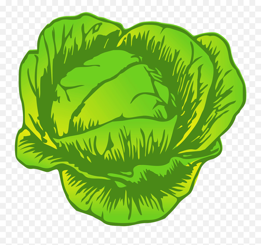 Vegetables Clipart - Cabbage Drawing Transpareent Background Emoji,Head Of Lettuce Emoji