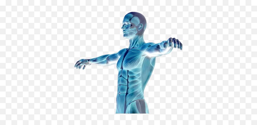 Download Muscle Degenerative Diseases - Human Body Png X Ray Png Human Body Emoji,X Ray Emoji