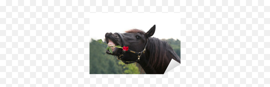 Sticker Black Horse With Red Rose In Mouth - Pixersus Emoji,Oops Sweat Emoticon