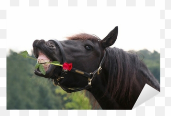 Sticker Black Horse With Red Rose In Mouth - Pixersus Emoji,Oops Sweat Emoticon