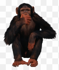 Monkey Png - 2336x2749 Wallpaper Teahubio Monkey Png Emoji,3 Wise Monkeys Emoji