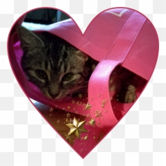 Hearty Similar Hashtags - Domestic Cat Emoji,Heary Emojis