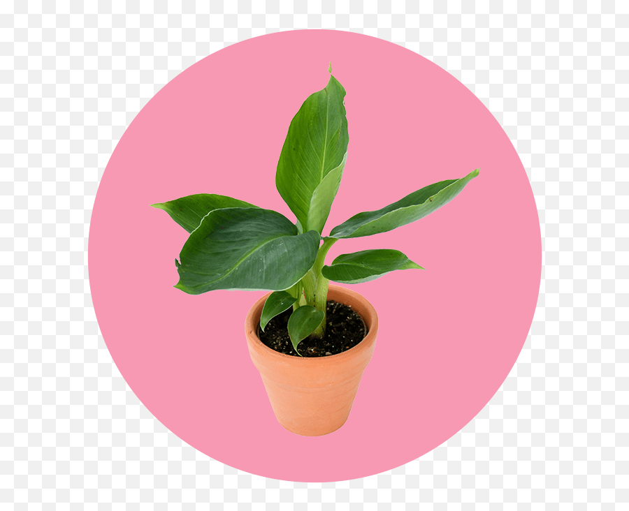 How Caring For Plants Helps Fight Loneliness - For Indoor Emoji,Omplicated House Plant With Emotions Sign