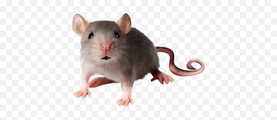 Png Images Rat And Mouse 43png Snipstock - Mouse Rat Png Emoji,Rat Faces Emotions