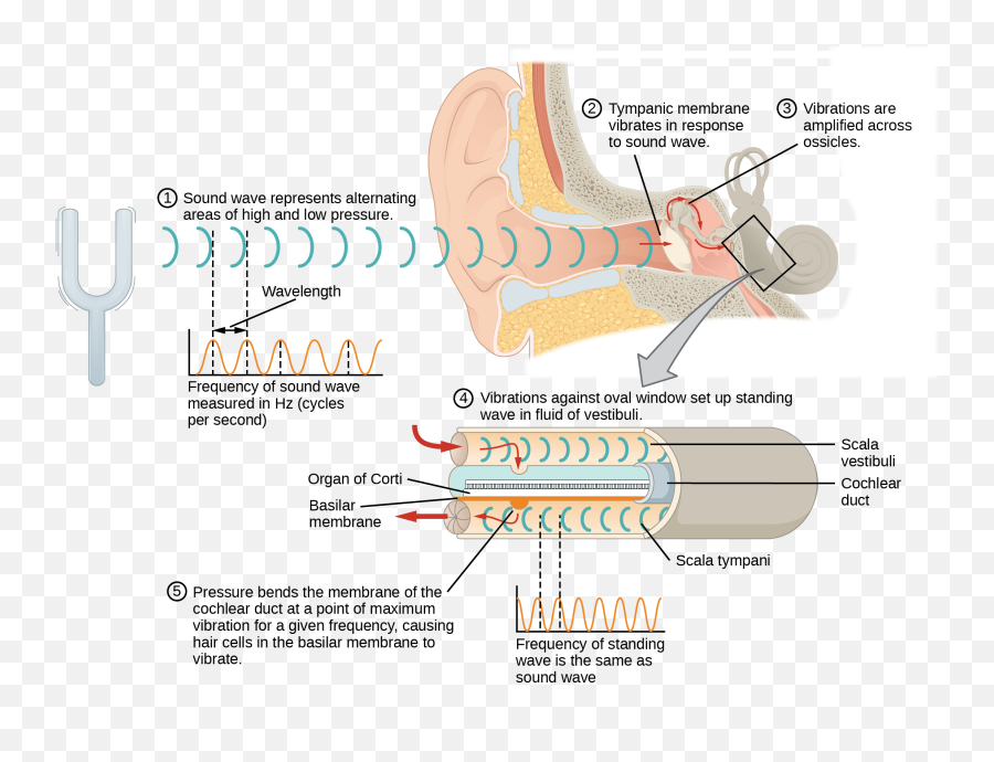 Hearing And Vestibular Sensation U2013 Biology 2e - Hearing Transduction Emoji,Cat Ears Sense Your Emotion