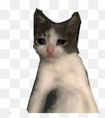 Funny Cats Memes Stickers Wastickerapps - Domestic Cat Emoji,Ridiculous Cat Emojis Free Android