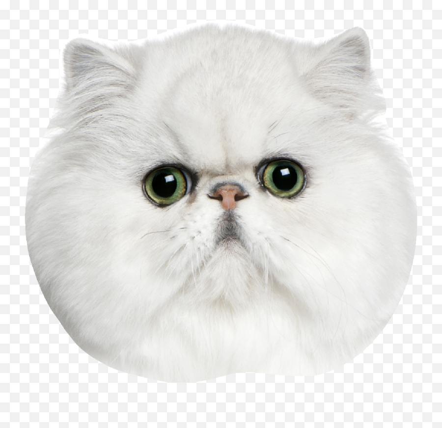 The Coolest Cat Stickers On Picsart - Soft Emoji,Grumpy Cat Emotion Poster