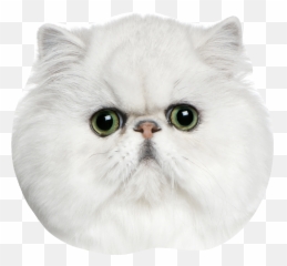 The Coolest Cat Stickers On Picsart - Soft Emoji,Grumpy Cat Emotion Poster