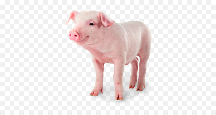 Smiling Hairy Pink Pig Png Photo Background - 29624 Smiling Pig Emoji,Pig Emoji Mages Transparent Background