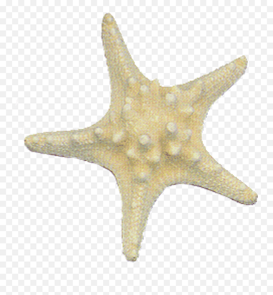 White Thorny Starfish - Starfish Emoji,Starfish Emoticon For Facebook