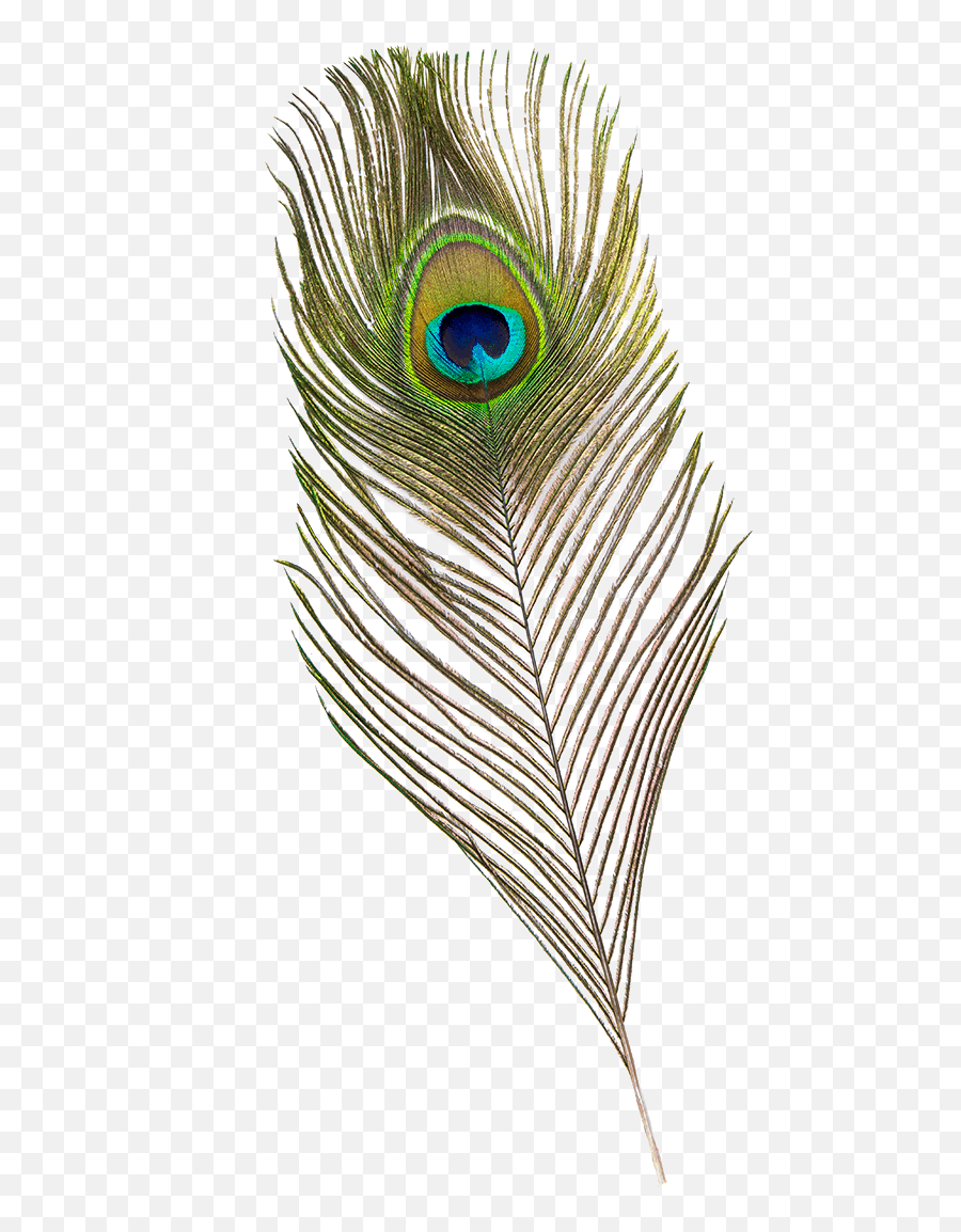 Mighty Feathers Mini - Experiment Pak Crosswired Science Decorative Emoji,Peacock Feather Ascii Emoticon