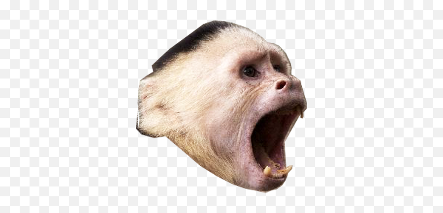 Monkey Head By Saliha Bhutta - Ugly Emoji,Emotions Of A White-faced Capuchin Monkey