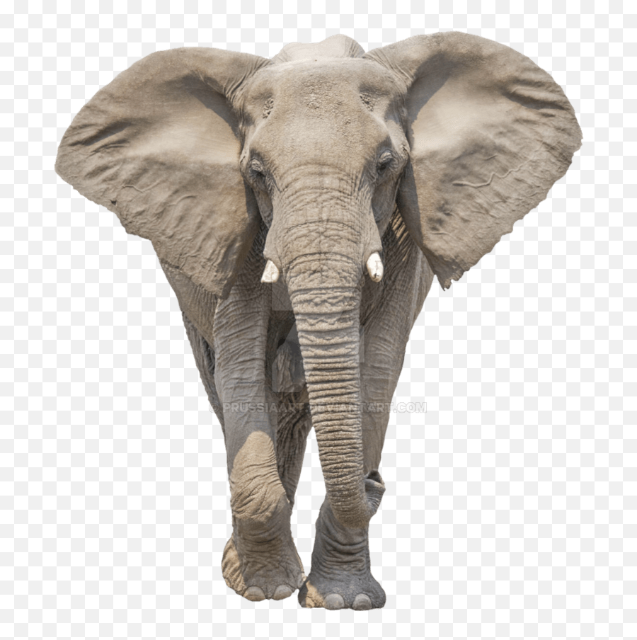 Gif Elephant Transparent - Peepsburgh Emoji,Anamated Baby Elephant Emoji