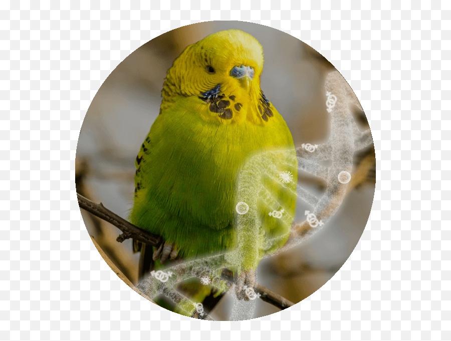 Sexing Pbfd Momp U2013 Iqbirdtesting Emoji,Budgie Emojis