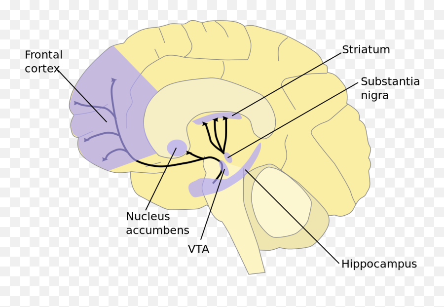 Dopamine - Ventral Tegmental Area Emoji,Dopamine Emotions