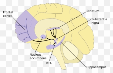Dopamine - Ventral Tegmental Area Emoji,Dopamine Emotions