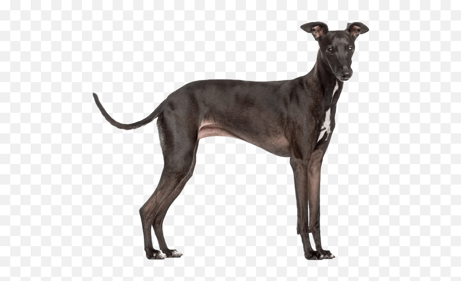 Italian Greyhound Dog Breed Facts And Information - Wag Italian Greyhound Png Emoji,Italian Emotions
