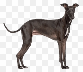 Italian Greyhound Dog Breed Facts And Information - Wag Italian Greyhound Png Emoji,Italian Emotions