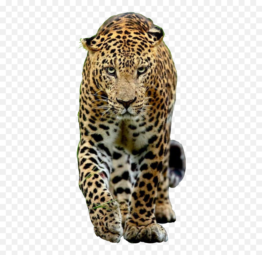 Jaguar Leopardo Sticker - African Leopard Emoji,Jaguar Emoji