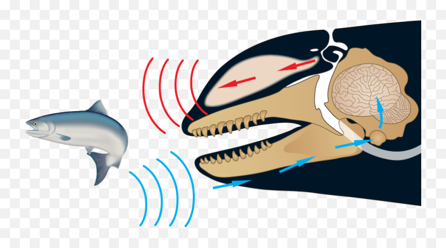 Monterey Bay Whale Watching With - Echolocation Of Whale Emoji,Orcas Brain Emotions