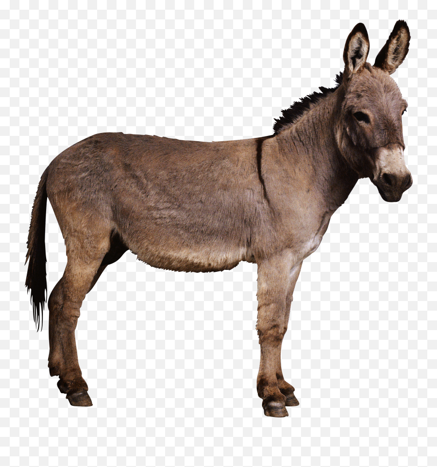 Animal Png - Whonaa Donkey Transparent Background Emoji,Kite Emoji