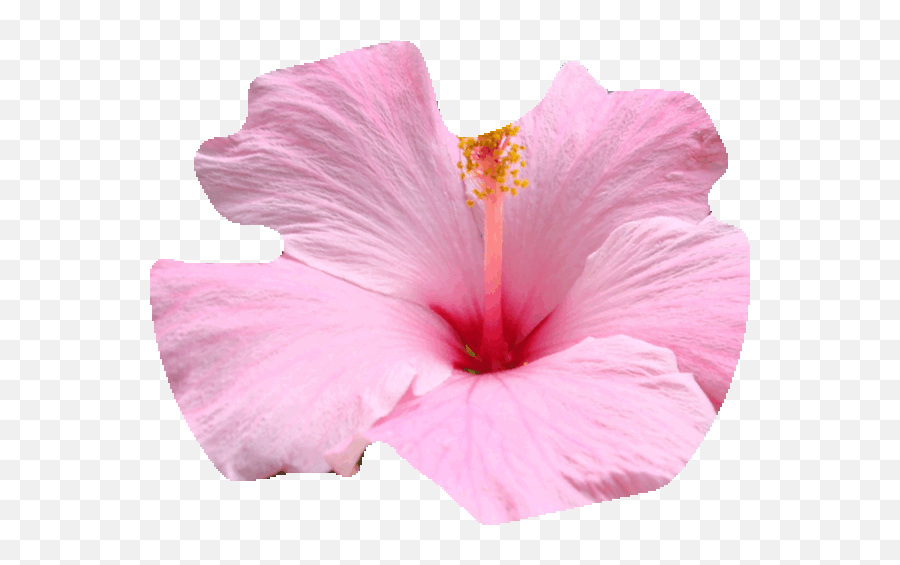 Top Hyper Flower Stickers For Android U0026 Ios Gfycat - Hawaiian Flower Transparent Gif Emoji,Sad Flowers Emoji