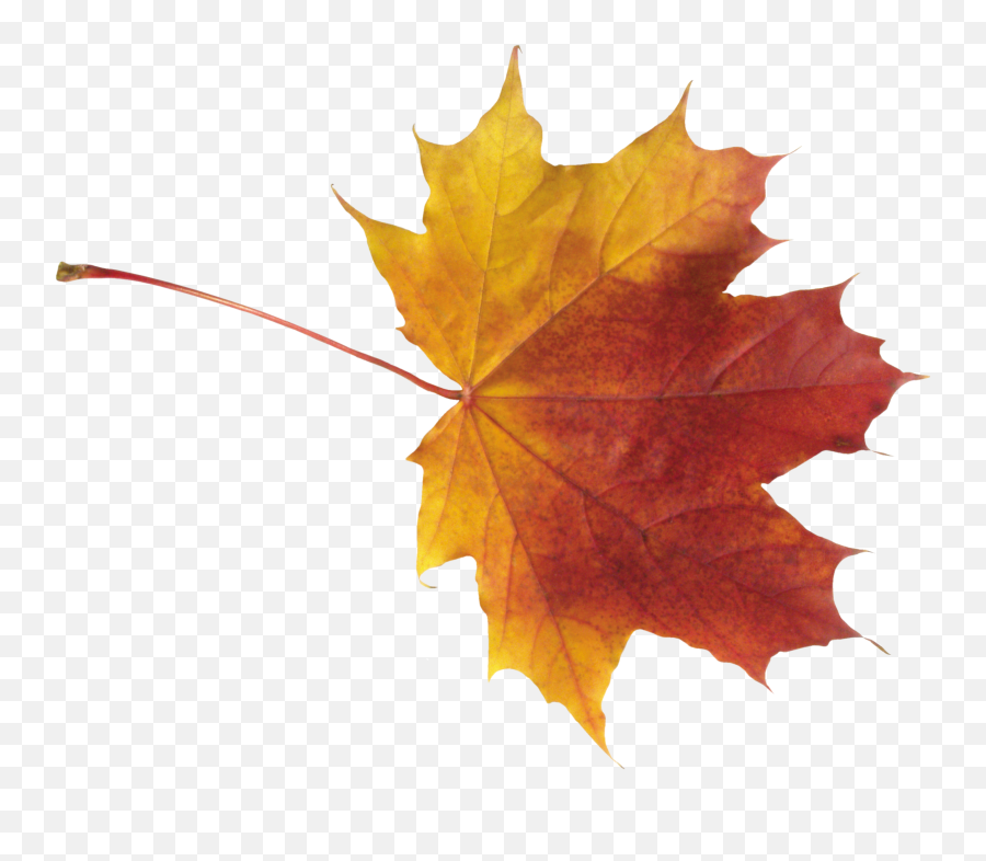 Autumn Png Leaf Resolution2813x2334 Transparent Png Image - Maple Leaves Png Emoji,Pngs Emojis Leaf