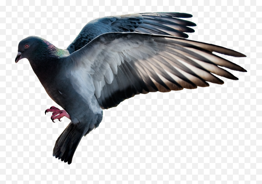Mq Bird Birds Flying Sticker By Marras - Homing Pigeon Emoji,Flying Bird Emoji