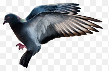 Mq Bird Birds Flying Sticker By Marras - Homing Pigeon Emoji,Flying Bird Emoji