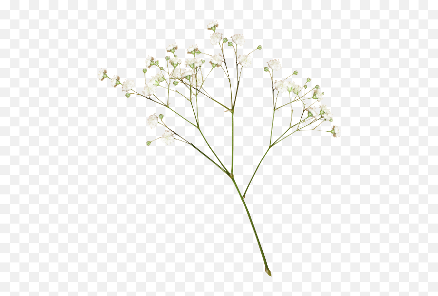 Flower Png Tumblr Flower Png Tumblr - Transparent Dried Flower Png Emoji,Tumblr Flower Emoji