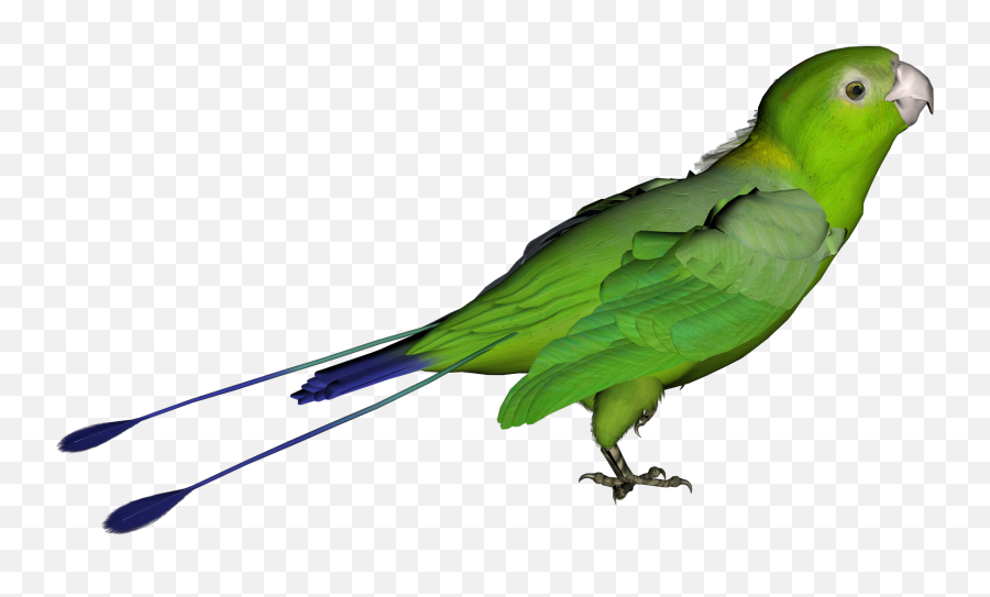 Parakeet - Green Bird Transparent Background Emoji,Parakeet Emoji