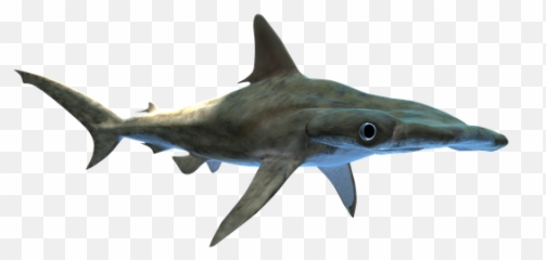 100 Free Shark U0026 Fish Illustrations - Pixabay Tiburon Martillo En Png Emoji,Shark Emoji