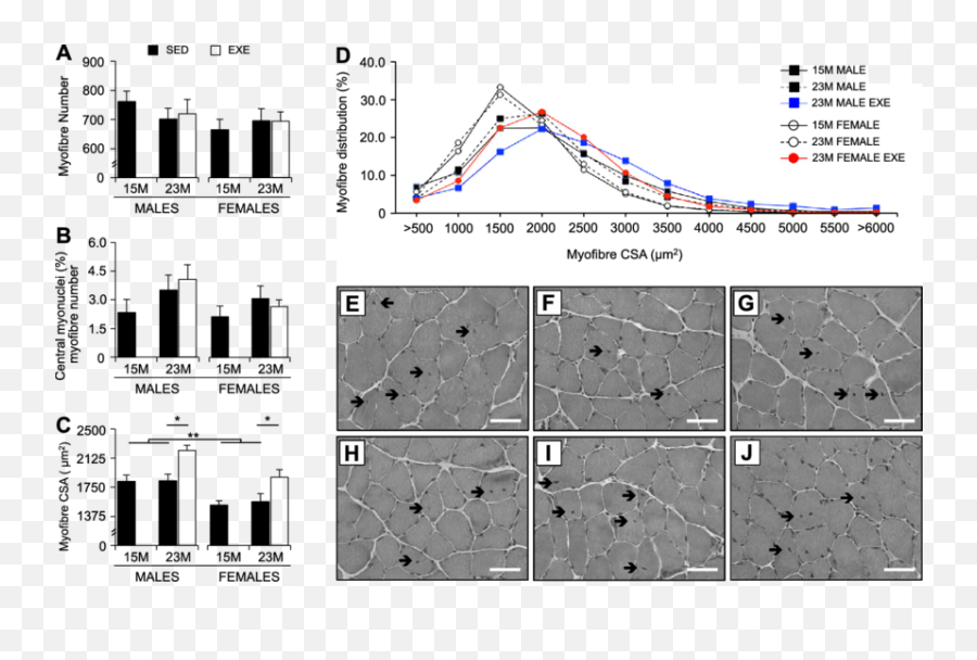 Morphometric Characterization Of The Soleus Muscles From 15 - Plot Emoji,Emotions Stored In Fat Cells And Muscles