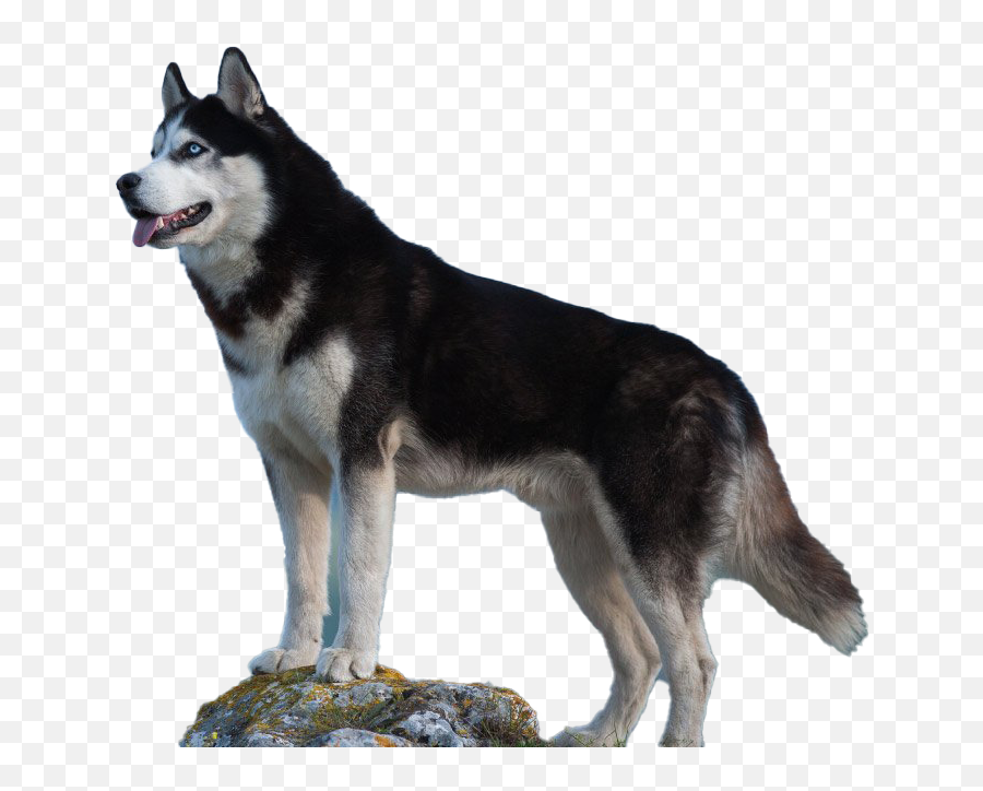 Husky Dog Png Picture Png Arts Emoji,Crown Emojis With Dogs
