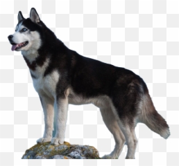 Husky Dog Png Picture Png Arts Emoji,Crown Emojis With Dogs