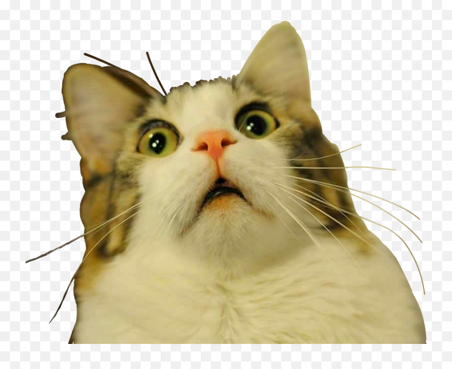 Cat Scared Espanto Susto Sticker - Cat Omg Meme Emoji,Scared Cat Emoji