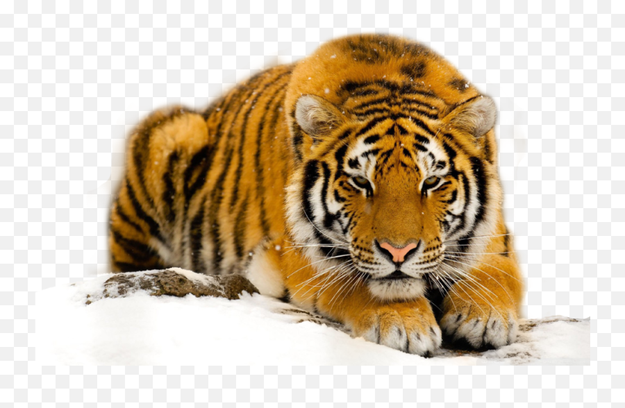 Tiger Psd Official Psds Emoji,Bengal Tiger Emoji