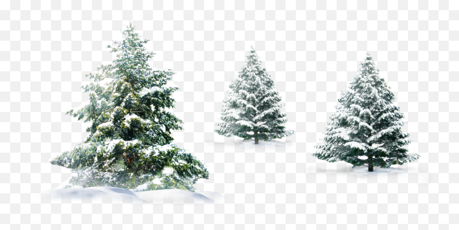 Trees Tree Pinetrees Pinetree Sticker By Territales - Transparent Christmas Snow Background Emoji,Pine Tree Emoji