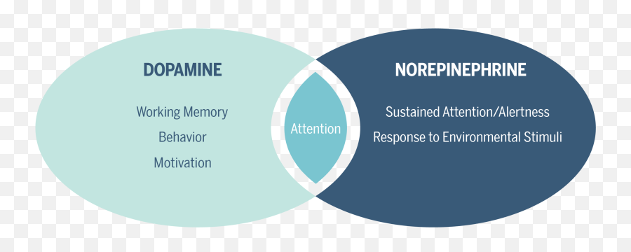 The Stimulant Panacea - Pathophysiology Of Adhd Emoji,Dopamine Emotions