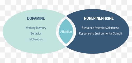The Stimulant Panacea - Pathophysiology Of Adhd Emoji,Dopamine Emotions