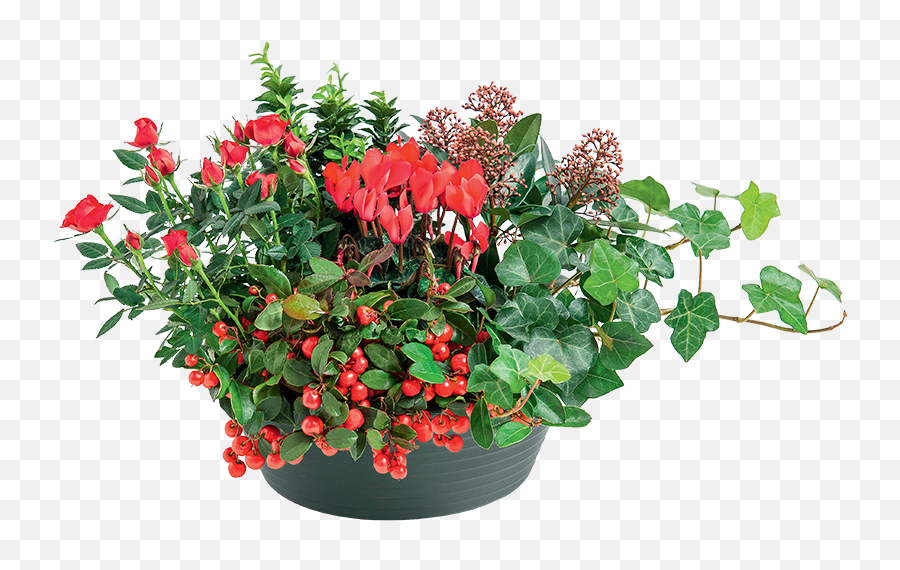 Emotion - Emotion Interflora Emoji,Kreative Emotions Emotion - Emotion Interflora Emoji,Kreative Emotions