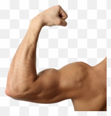 Free Muscle Arm Png Download Free Clip - Muscle Arm Png Emoji,Strong Arm Emoji