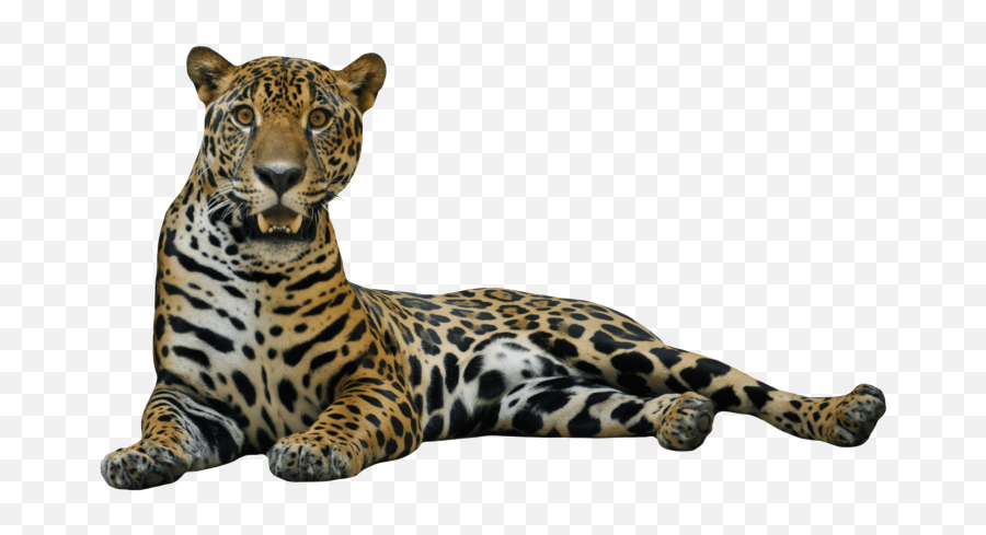 Leopard Clipart Jaguar Leopard Jaguar - Jaguar Transparent Background Emoji,Jaguar Emoji